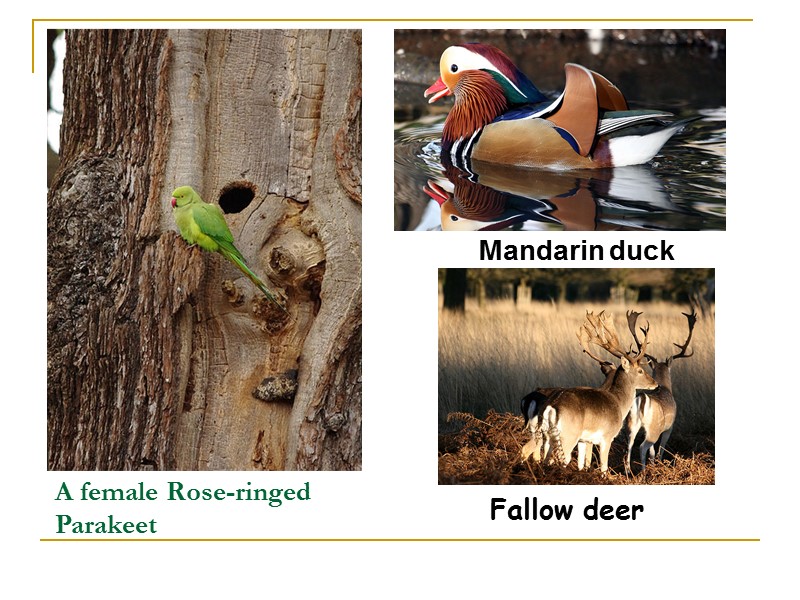 A female Rose-ringed Parakeet Mandarin duck  Fallow deer